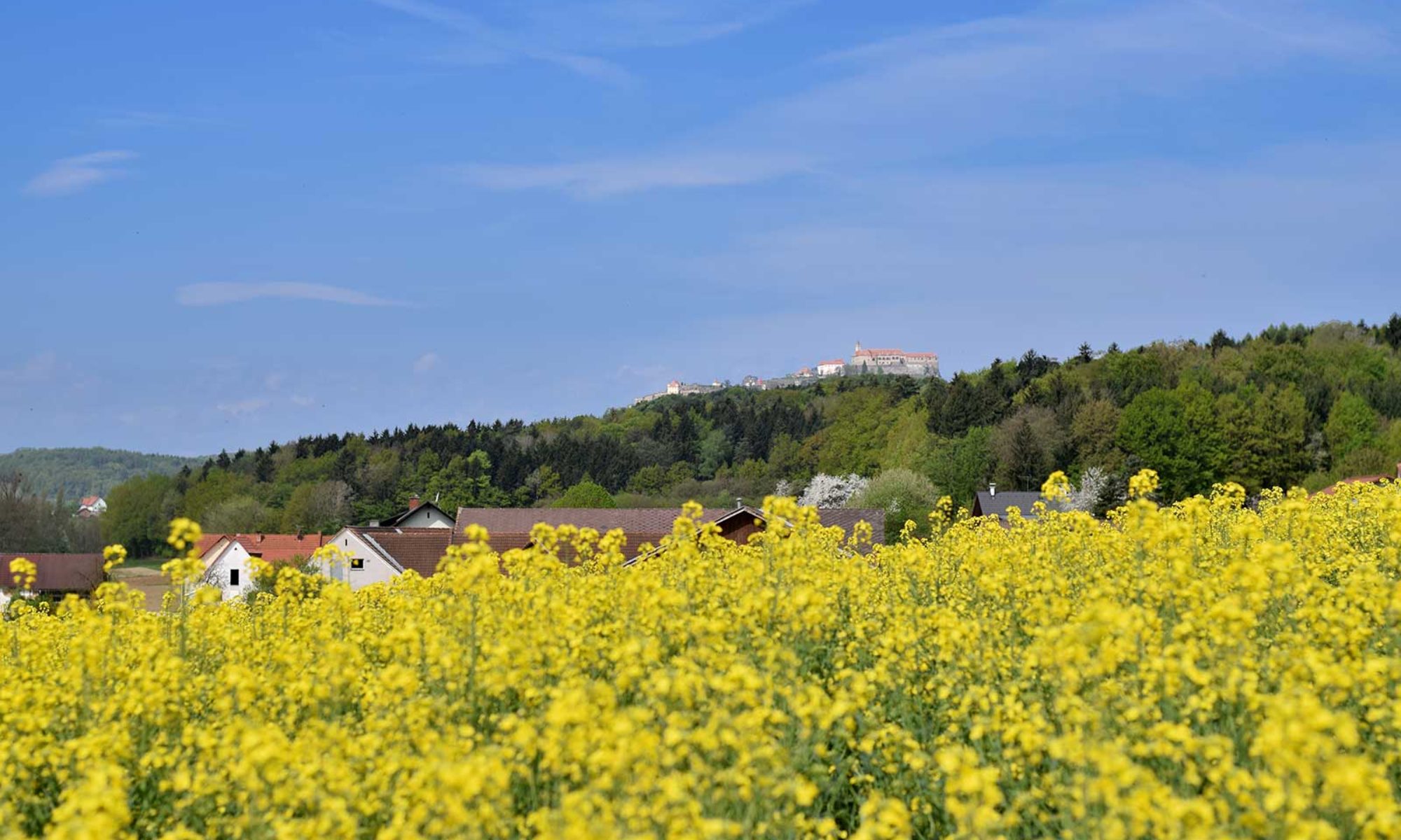 Rapeseed fields at the foot of Riegersburg Castle