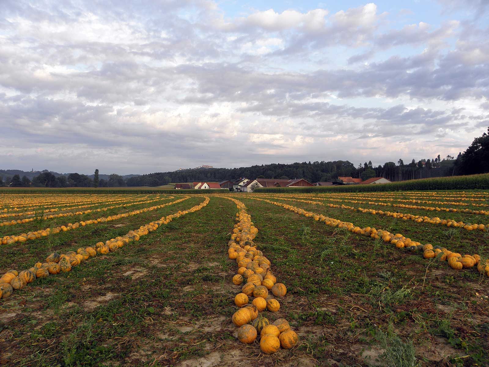 Oil pumpkins in the field